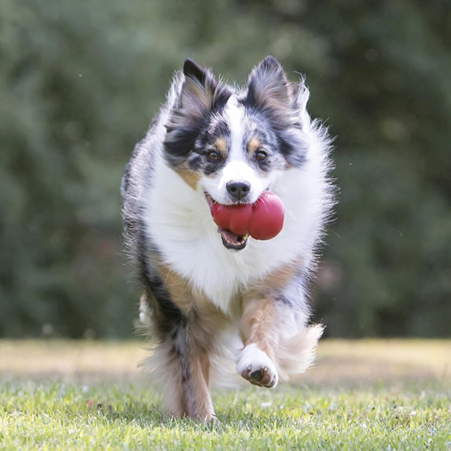 Classic Stuffable Dog Toy - Fetch & Chew Toy for Dogs - Treat-Filling Capabilities & Erratic Bounce