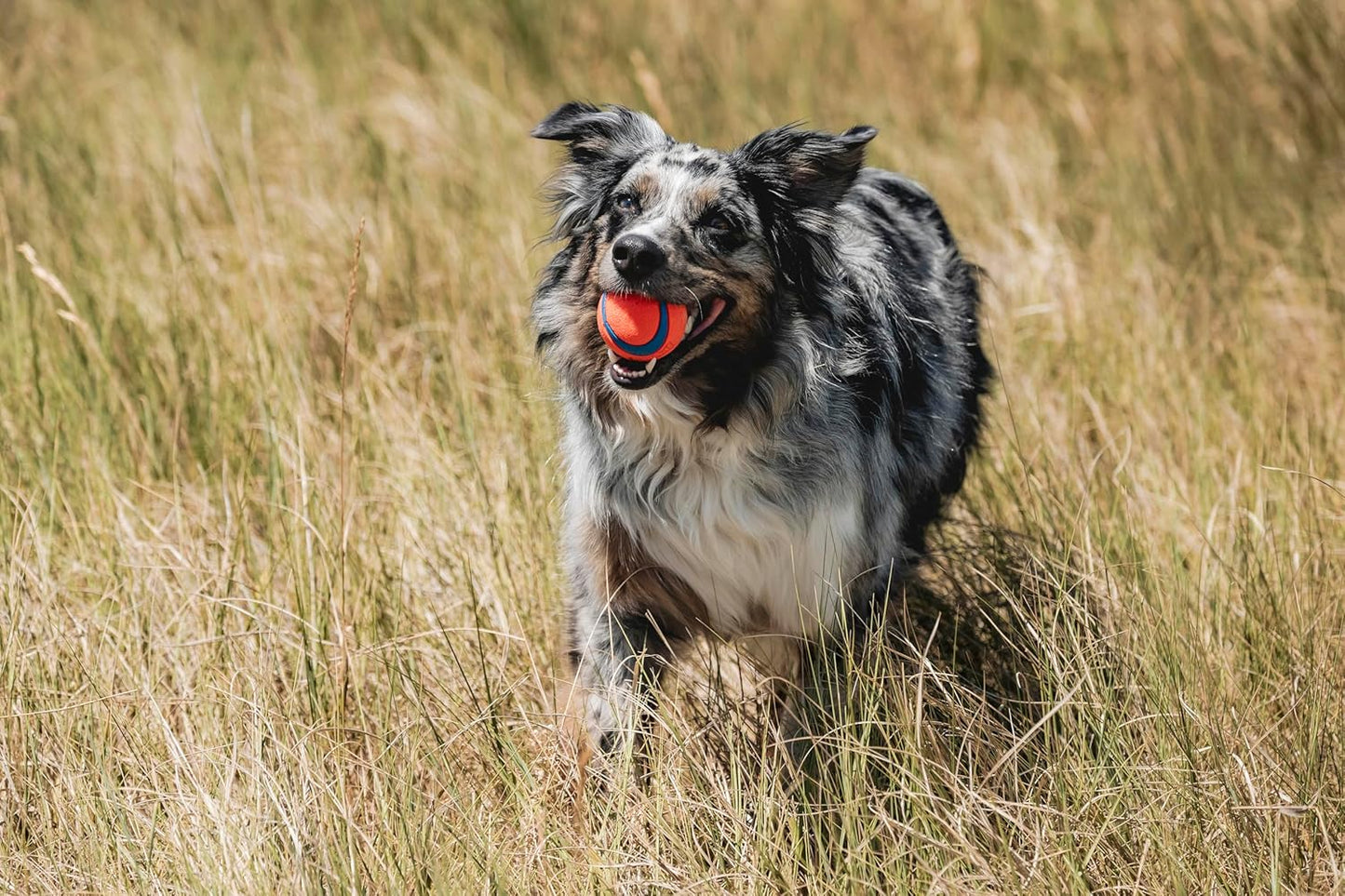 Ultra Ball Dog Toy - Medium Bouncy Fetch Balls For Dogs 20-60 lbs - Made from Durable Rubber