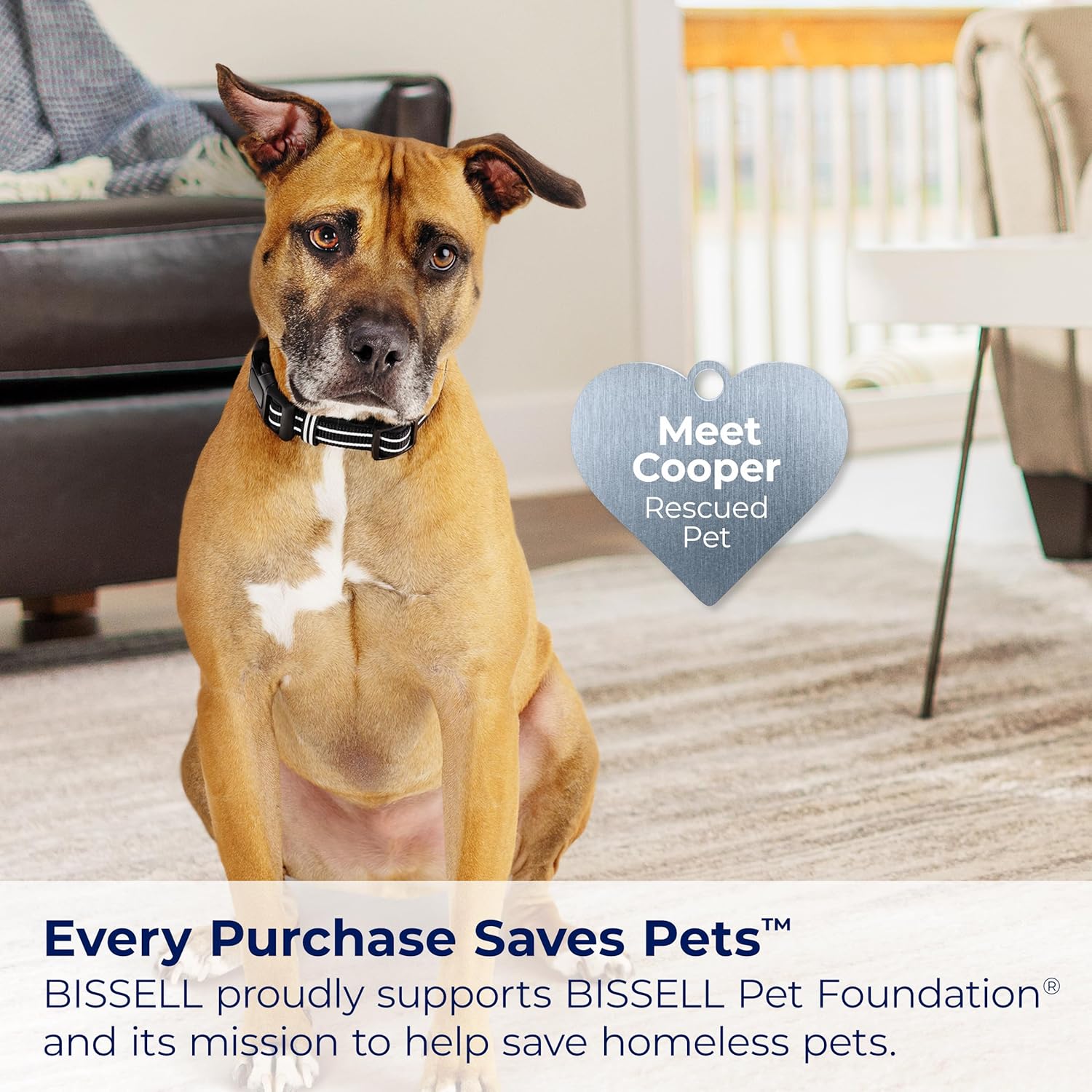 High Power Cat Vacuum with Motorized Brush