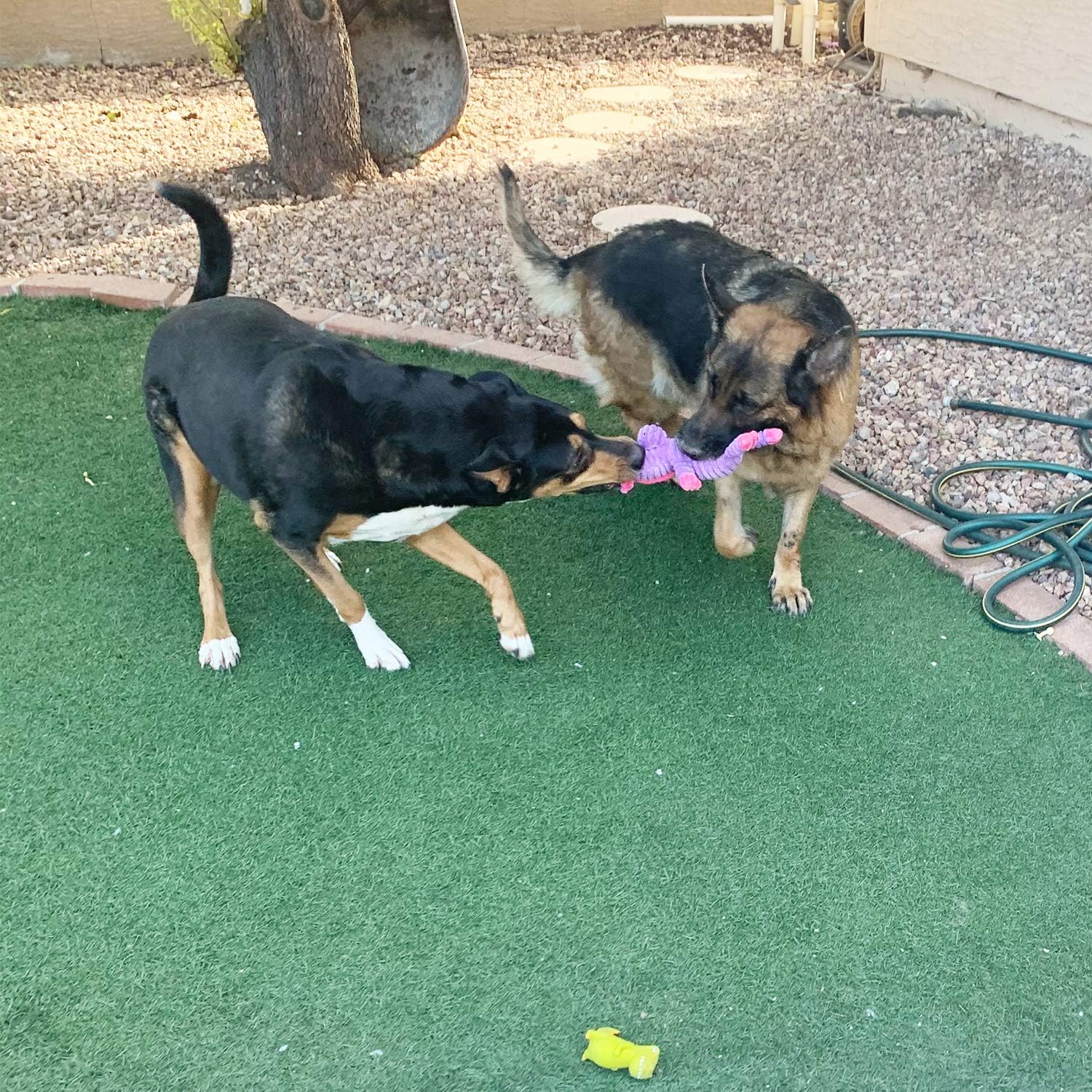 Pets Squeaky Toys for dog