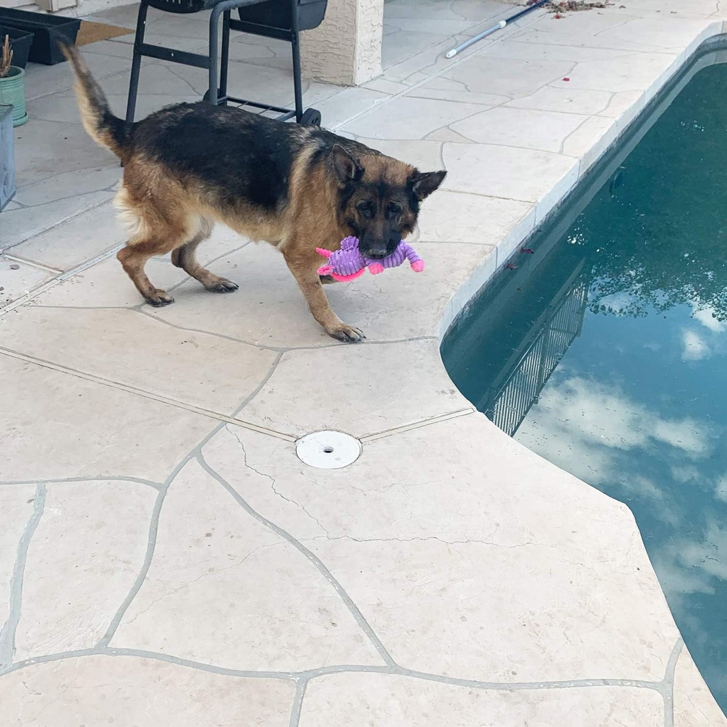 Pets Squeaky Toys for dog uk